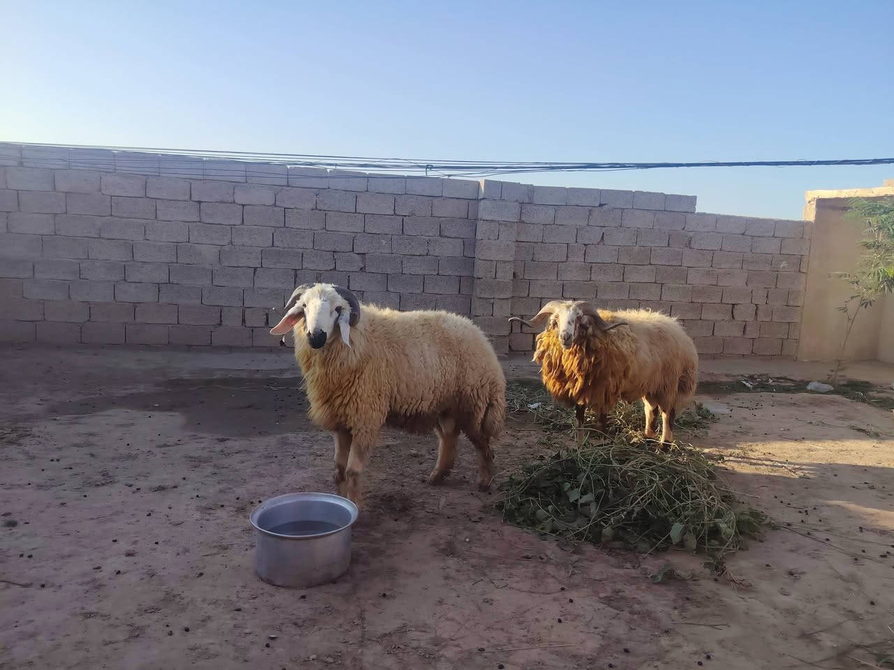 جباش • كرع • العلم سمره