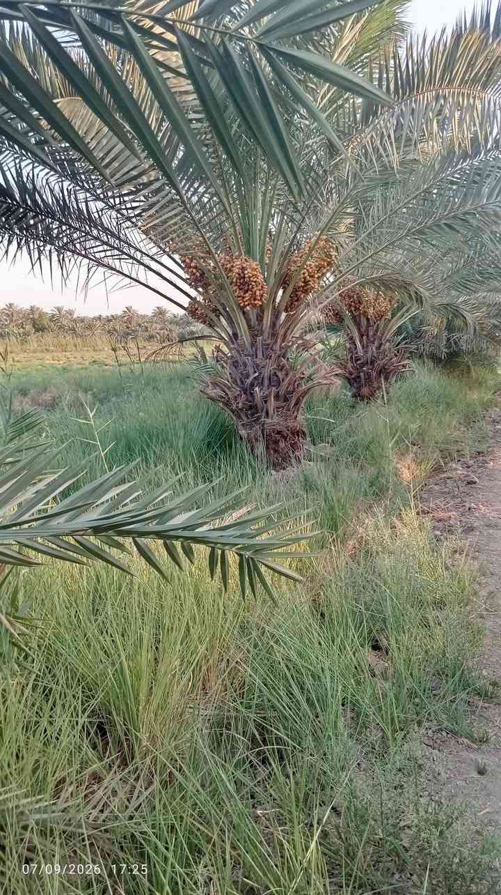 للبيع قطعت أرض دنيمين سند 25 النجف ابو صخير مع بيت يتكون من ستقبال 4\10 وصال4\10    3 غرف نوم 4\5 الستفسار

***********
