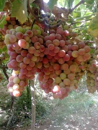 حاوي الحجاج • ٢ دونم • بستان عنب