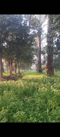 ٤ دونم • طابو سند ملك • بستان مسيج