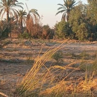 دوانم • ملك صرف • ديالى شاعوره