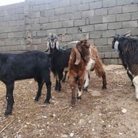 عداد ٧ • زوج • تلعفر قريه الساده