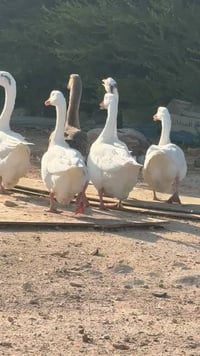 بطوط • للبيع • سعر مناسب