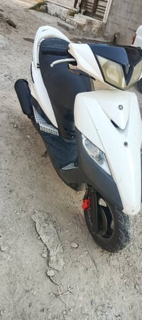 ثعلب بلاديه • كامله • بغداد
