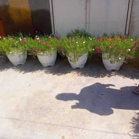 سعر • وين مكانك