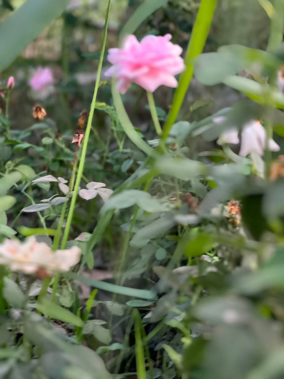 السلام عليكم 
متوفر ورد جوري عراقي 🌺🌸 الارتفاع (50سم) فما فوق 
يتوفر توصيل داخل شهربان 
سعر الشتله (2500) والتوصيل مجاني 
(الكمية محدودة) 
***********
