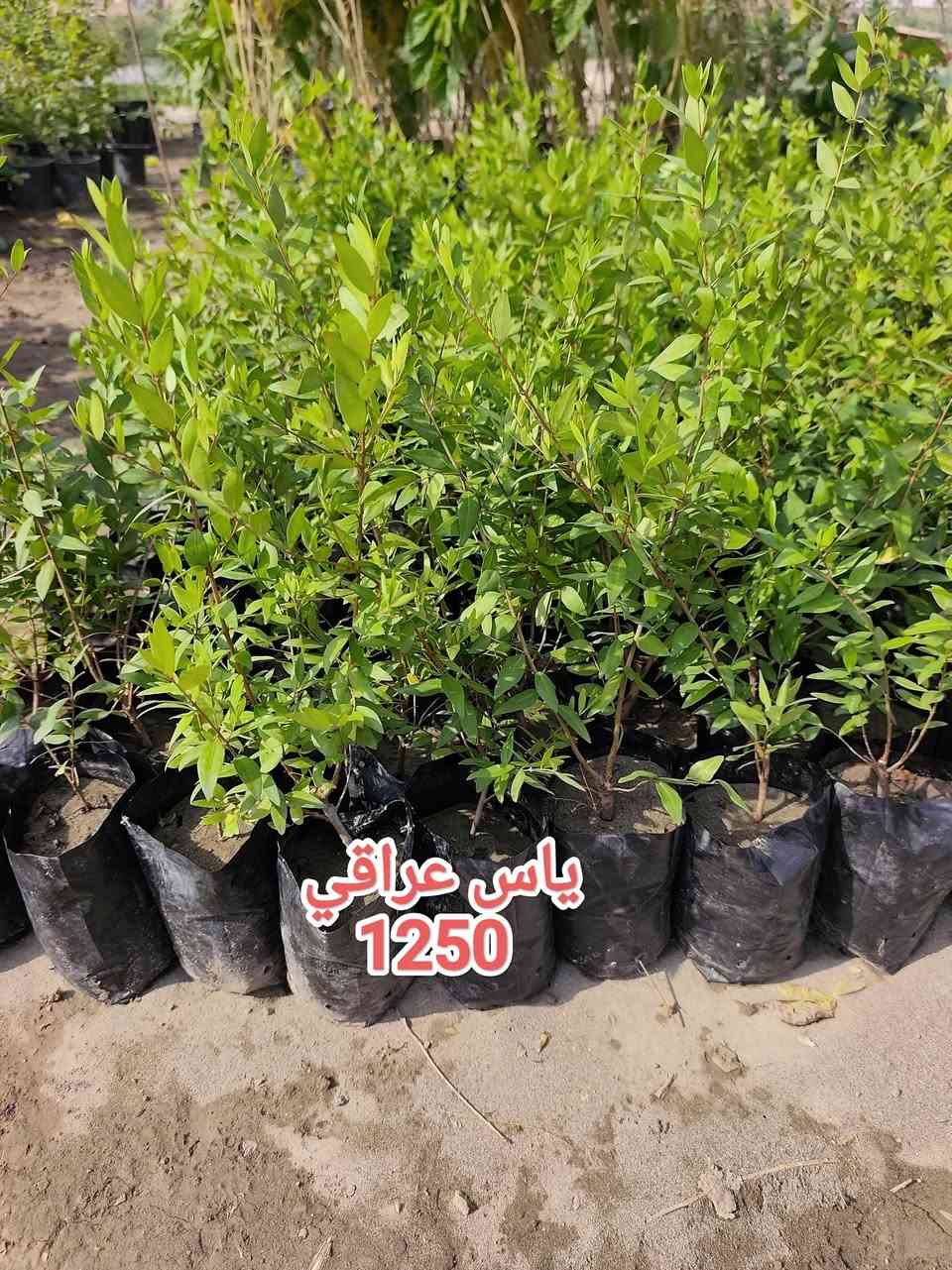 مشتل نوروز • نباتات • ياس عراقي