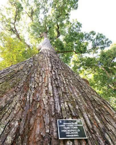 السلام عليكم متابعينا🤍.
توفرت شتلات شجرة الماهوجني الافريقي🌳🌳
 _ارتفاع اكثر من متر تقريبا 💜
_السعر ١٠ الف 🍄

️الاسم الشائع :- الماهوجنى الافريقي
️حجم الشجرة :- يصل حجم الشجره الى 30-40 متر فى العمر النهائي وعرض الجزع يصل من متر الى متر ونصف وهي شبه نفضيه .
مقاومة التعفن :- الشجره معتدله ومقاومة للتعفن والحشرات ومقاومة للحشرة الثاقبة
️التحمل :- تتحمل العديد من الظروف المناخية القاسيه وظروف التربة وتتحمل درجة ملوحة عالية تتراوح مابين 3000 الى 4000 ppm
️طبيعة نمو الشجرة :- قائمة ذات مجموع خضرى كبير وقوى وساق خشبية قوية
والشجرة مستديمة الخضرة طوال العام
️الاستدامة :- تعتبر اشجار الماهوجنى من الاشجار المهدده بالانقراض والمسجلة فى قائمة الاشجار المهدده بالانقراض IUCNوذلك بسبب زحف الكثافه السكانية والقطع الجائر للاشجار لما لها من منافع كثيرة واستخدامات عديده 

معدلات النمو والخصائص
تنمو شجرة الماهوجني بمعدل سريع يتراوح بين 1 إلى 2 متر سنوياً في الظروف الجيدة، وتُعد من أسرع الأشجار الخشبية نمواً. 
سنوات النمو الأولى: قد يصل معدل النمو إلى 2.5 متر في السنة خلال أول 3 إلى 5 سنوات إذا توفرت التربة الخصبة والري المنتظم.
الحجم الكامل: تصل الشجرة إلى ارتفاعات تتراوح بين 15 إلى 25 متراً (وأحياناً حتى 30 متراً حسب النوع)

📍متوفر توصيل لجميع محافظات العراق🚗🚗
📍للحجز والاستفسار مراسله الصفحه او مراسلتنا على واتساب من خلال الرقم ***********

نص مكتوب في الصور:
- Flowers of India