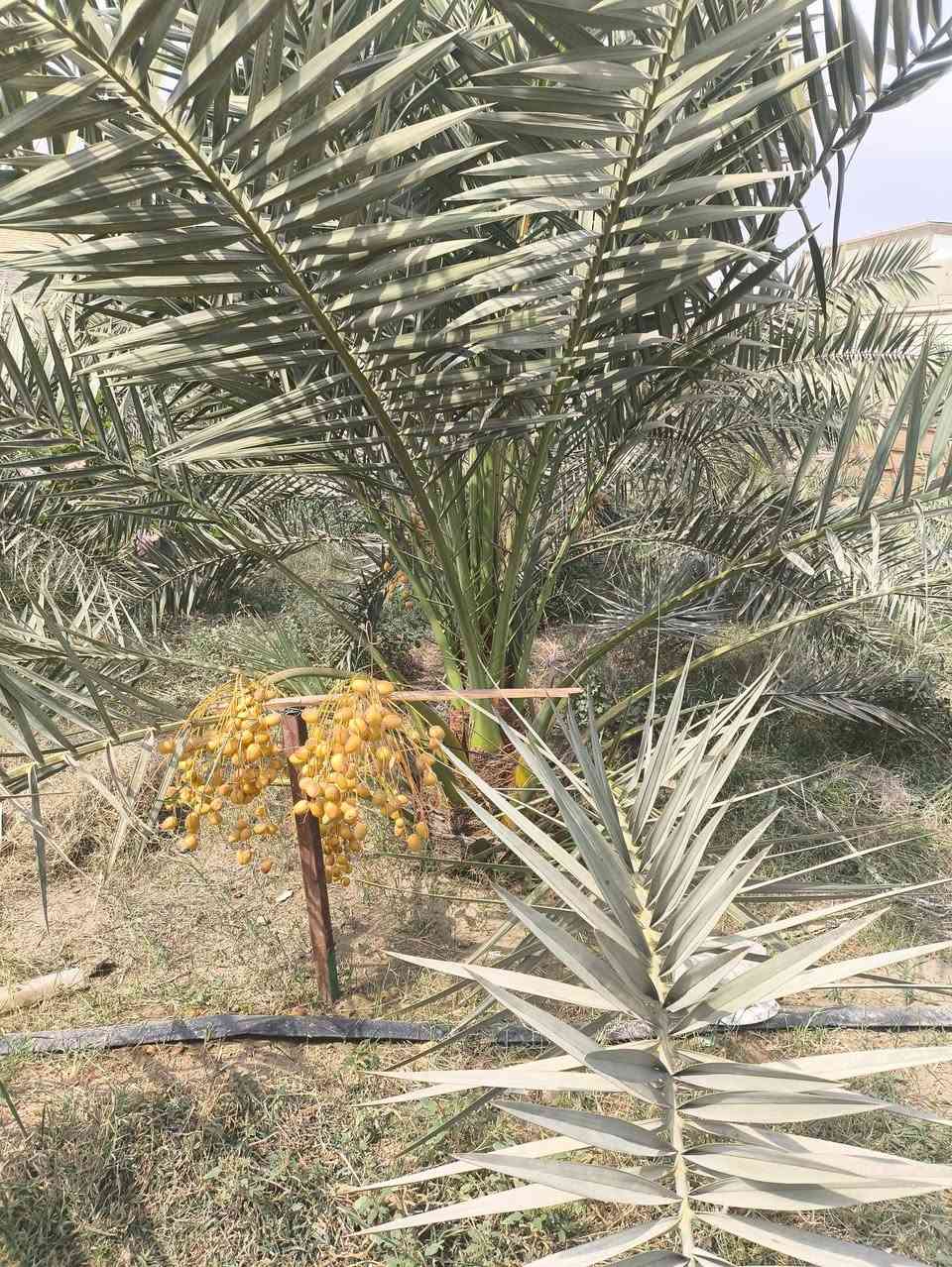 نخل برحي عدد 2 
بيهم انتاج للبيع 
ابو صخير خلف تربيه المناذره 
***********
