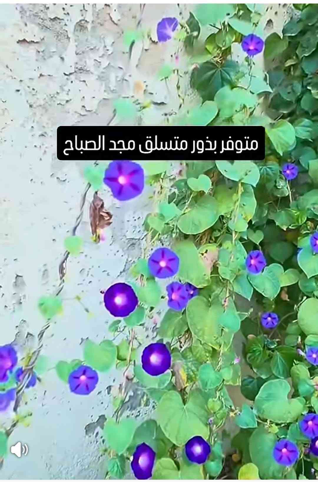 نخيل واشنطونيا • بذور مجد الصباح • ورد الكوزموبس