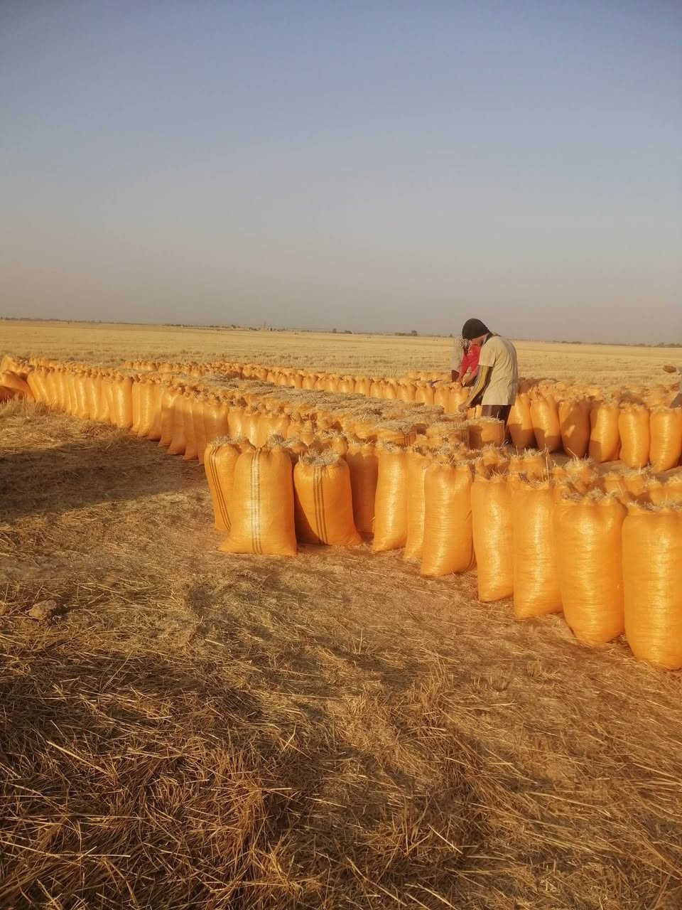 السلام عليكم
يوجد تبن للبيع  حجم الكيس ابو 60الطول 83 السعر 2500مطروح بل مكان ويوجد توصيل للجميع المحافظات
التواصل على الرقم التالي ***********
