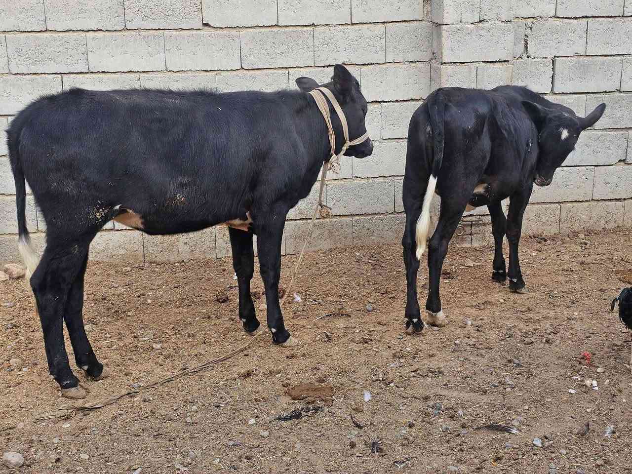 السلام عليكم يوجد حلال للبيع مال ربط وجنيه جنس درجه اولى
سعر الجوز مليونين و ٥٥٠ وبيهن مجال للشراي تريد وحده هم يرهم تريد جوز بكيفك 
السلام عليكم يوجد حلال اباجير جنس درجه اولى يرهمن ربط ويرهمن جنيه خشنات نضاف نخبه عريضة فول ما شاء الله تبارك الرحمن فول الفول وبس الشراي يتصل ويتدلل كل وحده وسعرها 
المكان ناحية الزاب للأستفسار أكثر أتصل عل رقم وتدلل 
***********
