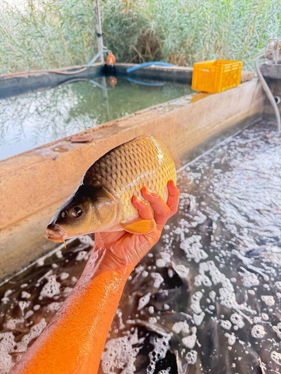 🐟 علوة أسماك القاسم
سمك شوي وقلي متوفر عدنا
الكيلو ٤ آلاف دينار

📍 مقابل كوفي أجواء، مجاور مجمع النيزك
🛵 يوجد لدينا توصيل داخل القاسم فقط
🔥 يوجد لدينا شوي

بإدارة حسين العكيلي

‭***********‬
