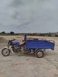 ستوته • فحل دولفين • ٢٠٢٣