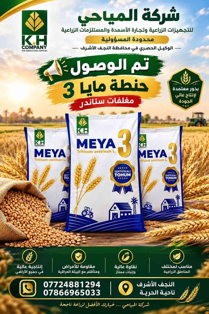 حنطة مايا 3 • بذور معتمدة • النجف الأشرف