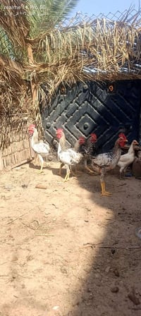 ديوك عرب • ٥ • ٩ أشهر