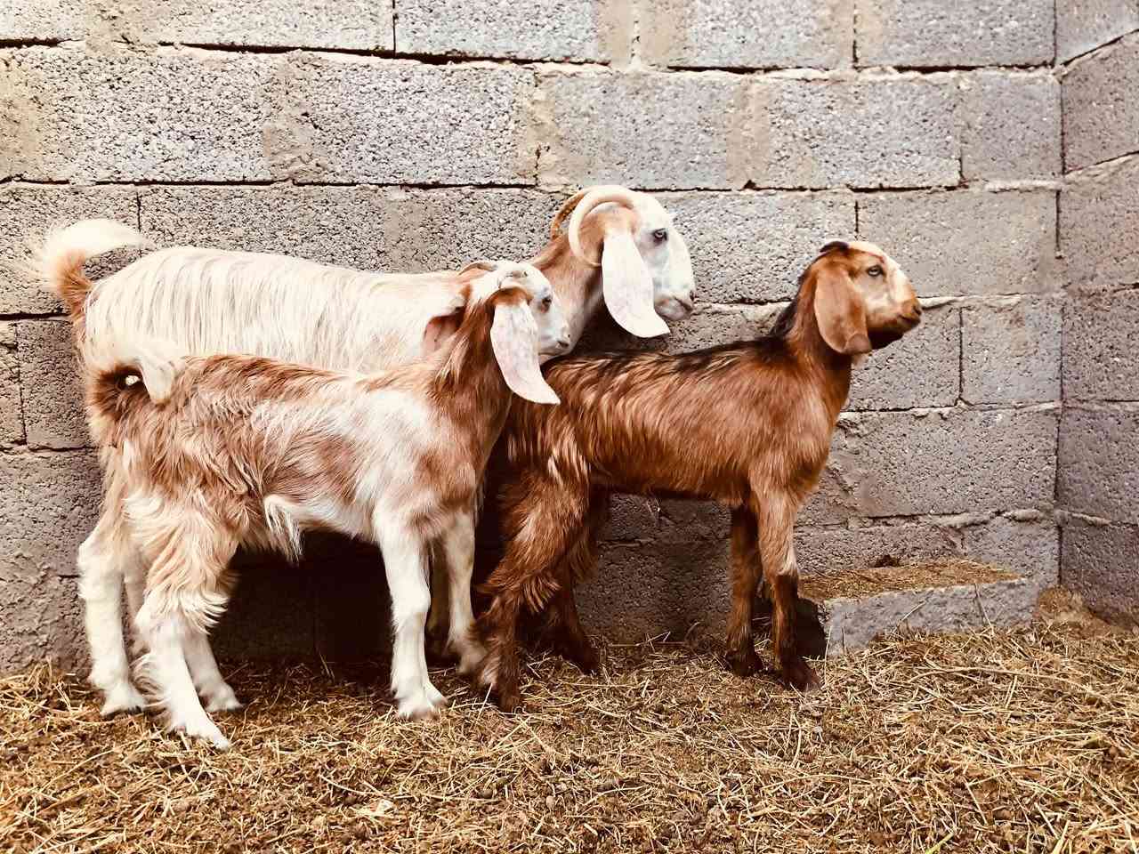 جذعه اول بطن • درجه اول • توصيل