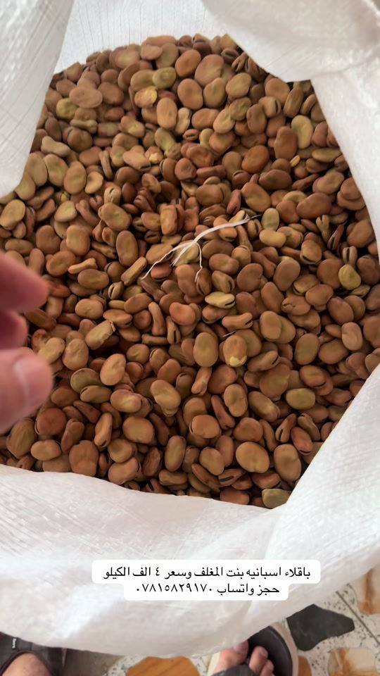 بغداد • بازلاء اسبانية • بنت المغلف