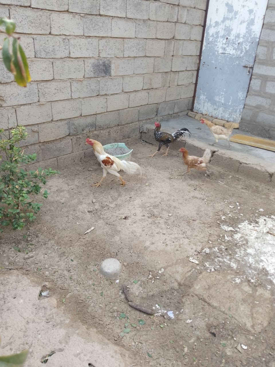 ديوكة • ٢ • شهربان الهارونية