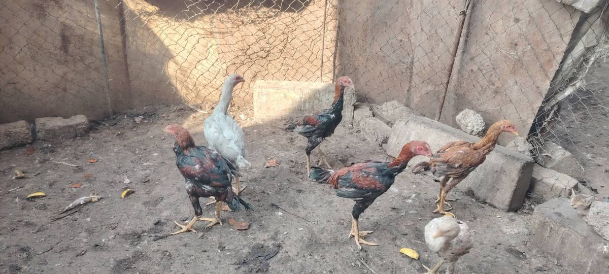دجاج هراتي • ديوك عرب • الشرقاط