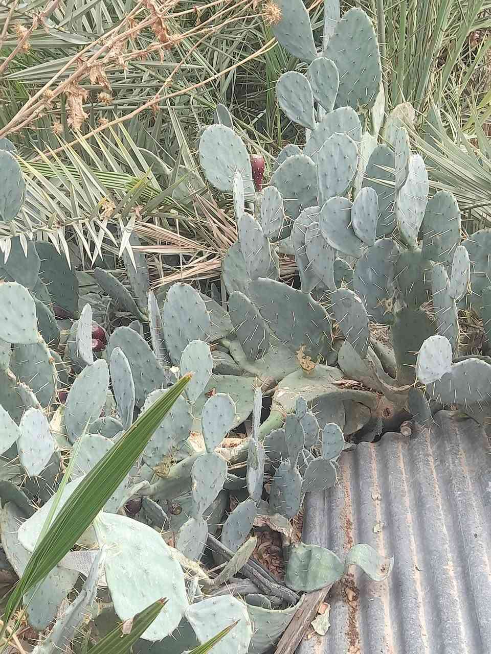صبار • ناحية الشورة • للبيع