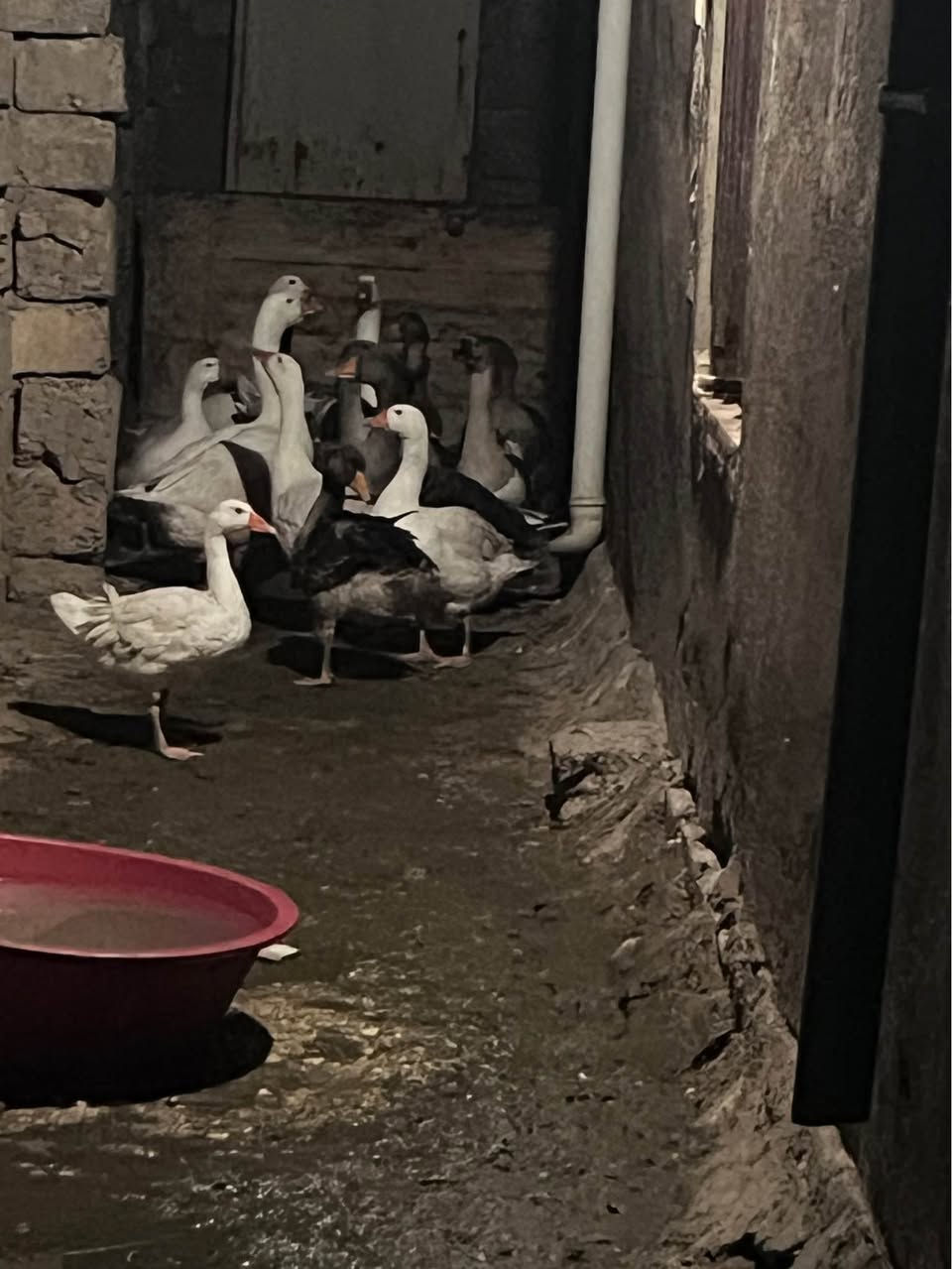 أربيل • للبيع • ئەوقەزانە