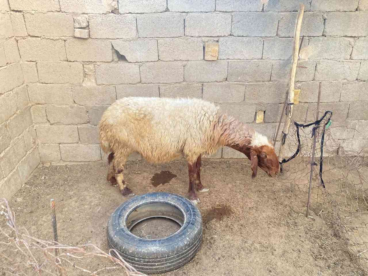 سلام عليكم هذني أشياه اثنين البكعه ام ثالث بطن والشكره جبيره الشياه صاحيات ومشروطات من كل عيب كافزات صار الهن  شهر ونص أبيع فارقات عن المفاشل اليريدهن يخابر على هذا رقم وبيه خير ويدلل ***********ملاحظه خوان انه مكلف بالنشر لحد  يدخلي خاص رقم الموبايل بيه واتساب
