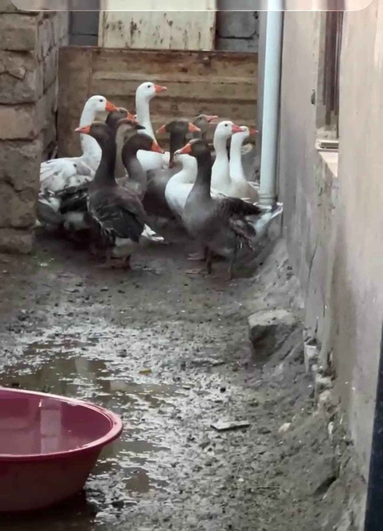 أربيل • للبيع • ئەوقەزانە
