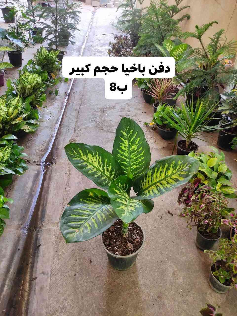 (السلام عليكم اعزائي ) تم وصول وجبة جديدة من النباتات الظليه  الهولنديه وشمسيه في ( مشتل ابو علي)🌷🌷🪴☘🍁

العنوان موصل الجانب الايمن سوق السرجخانه قرب جامع زينب خاتون 
للاستفسار او الحجز مراجعه الصفحه او الاتصال على الرقم
***********

نص مكتوب في الصور:
- دفن باخيا حجم الكبير 25
- دفن باخيا حجم كبير ب8
- مطاط عسكري حجم كبير بـ6
- شجرة الميلاد حجم كبير
- اب 15
- شجرة الميلاد حجم وسط
- اب 10