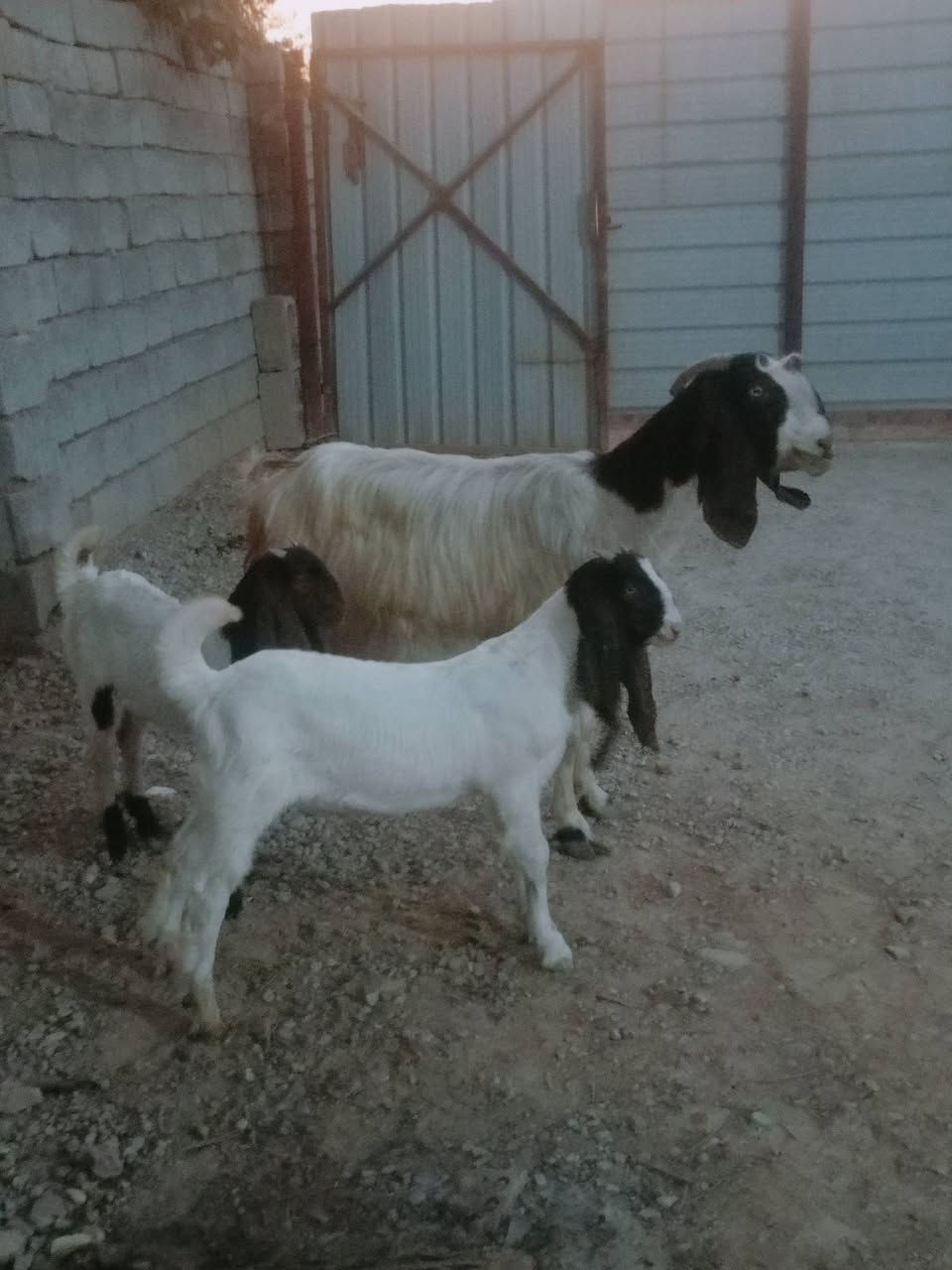 سمان • فحل ونثية • بغداد تاجي