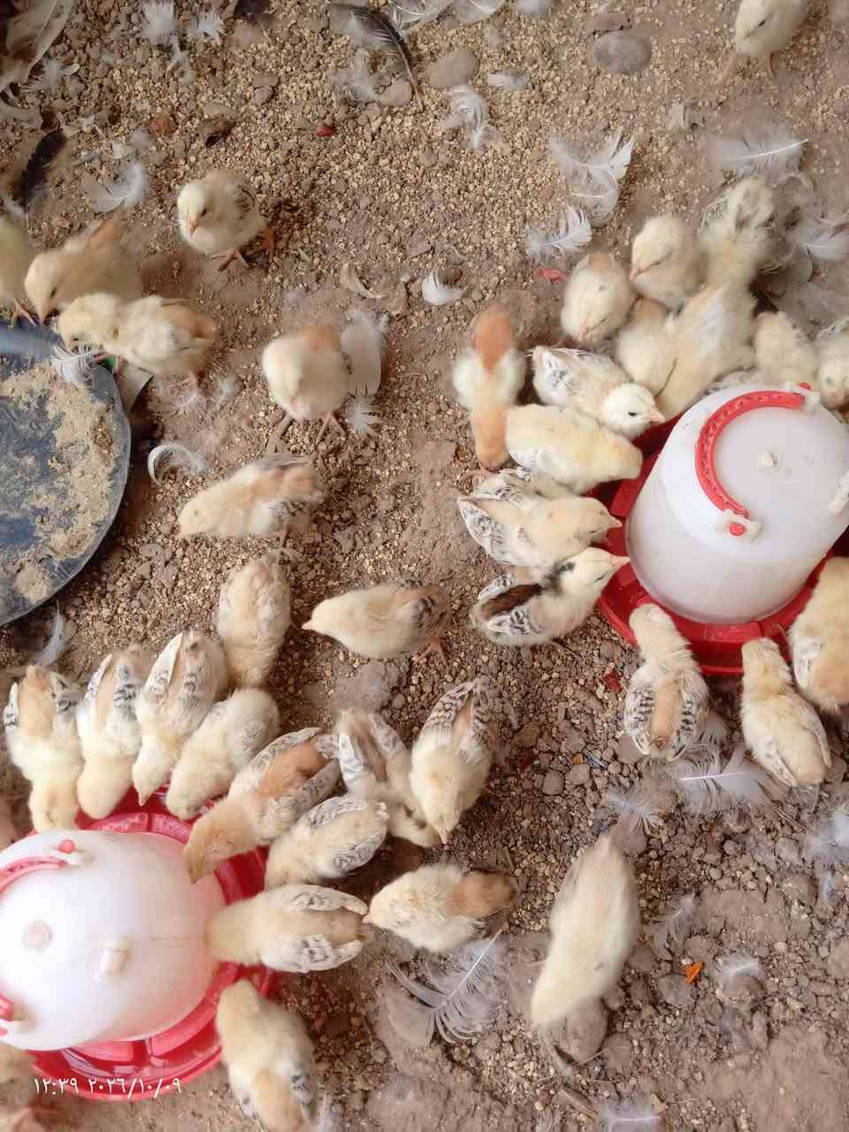 فراخ كويتي • عمر ٢١ يوم • ملقحات كامل