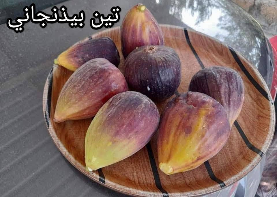 تين بيذنجاني • ٧٠ سم • الأنبار حديثة