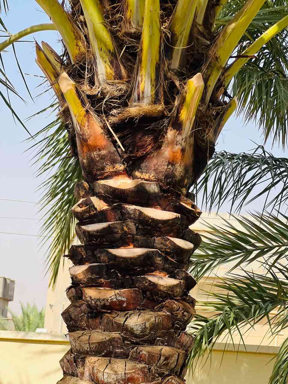 النخيل • تلقيح • زرع فسائل