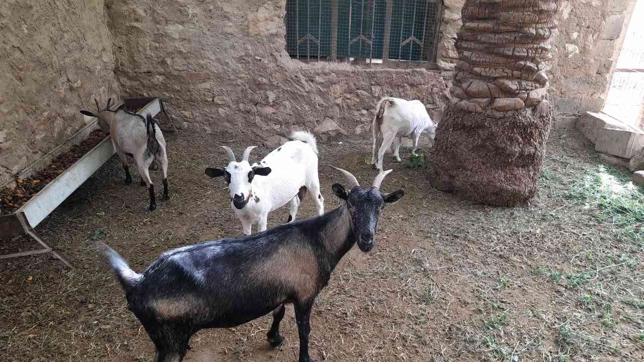 عنوز قبرصي • ١٠شهور • البغدادي