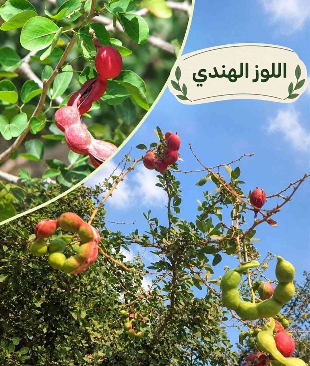 أشجار زينة • أنواع متعددة • توصيل لجميع المحافظات
