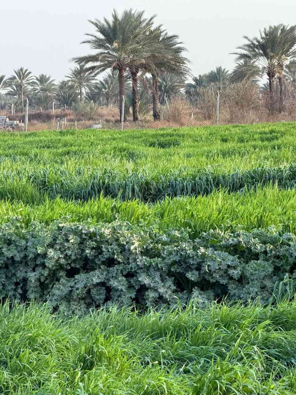 ٣دوانم • مسياجة • قرب نهر دجله