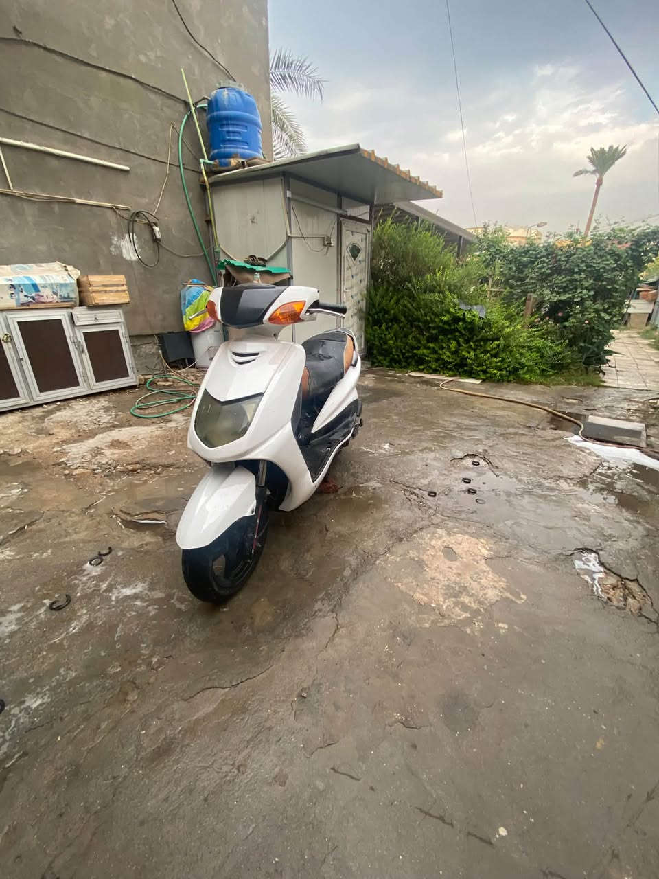 سكنس نثيه • ياباني • ١١٠