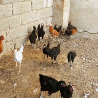 فراريج • ١٥ • الموصل جانب الايمن