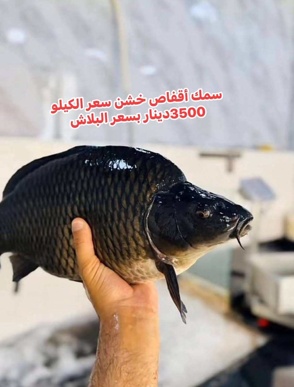 سمك أقفاص أسود • ٢ كيلو فأكثر • الأنبار عنه