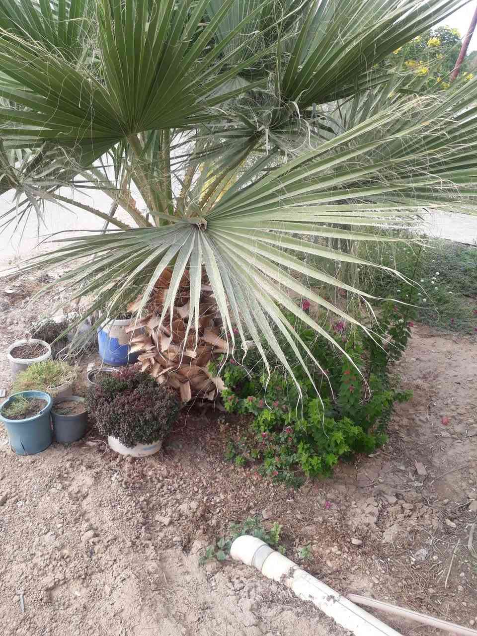 حي صادق • ٢٥٠م • حديقة كبيرة