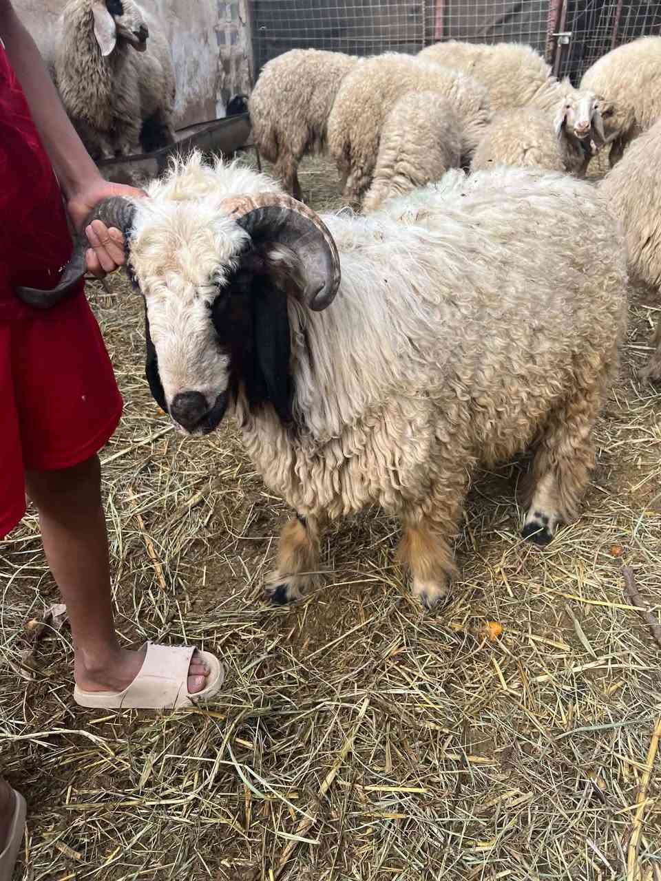 خدمة نشر • متاح • طلب شراء
