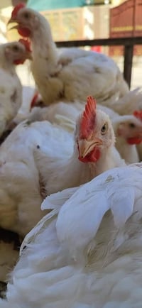 تخفيضات • كيلو • طريق زراعه