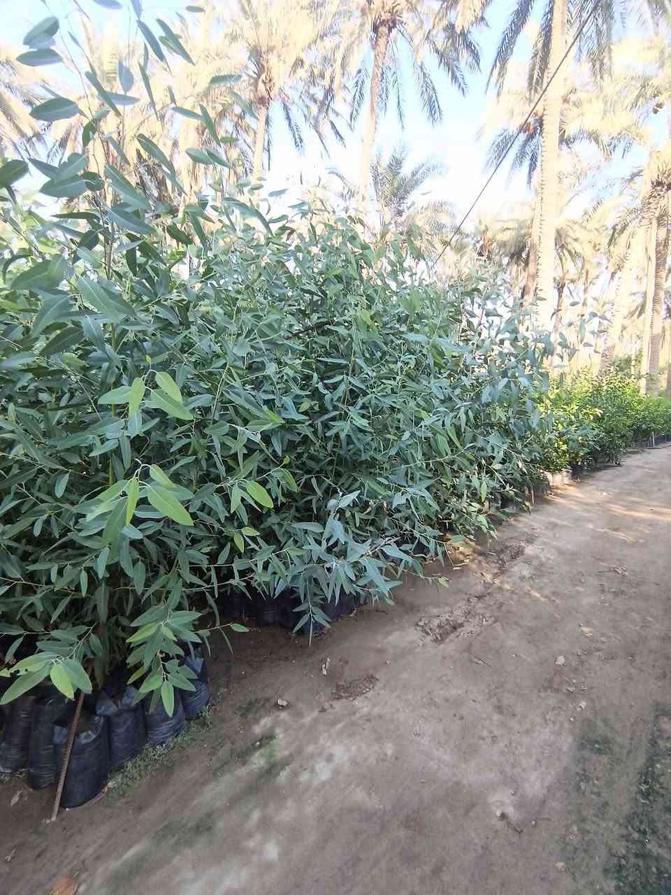 حمضيات • برتقال سندان • نارنج كيس
