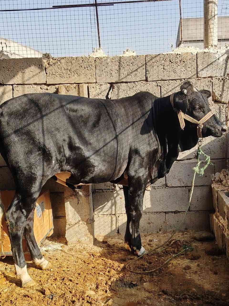 جوز حوالي • درجة أولى • اسديرة وسطى