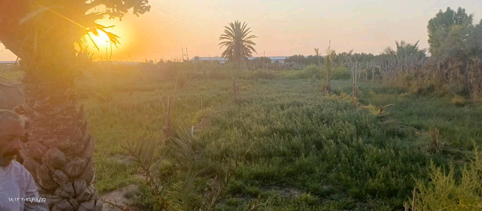 نص دونم • عقد زراعي • بيت حلال