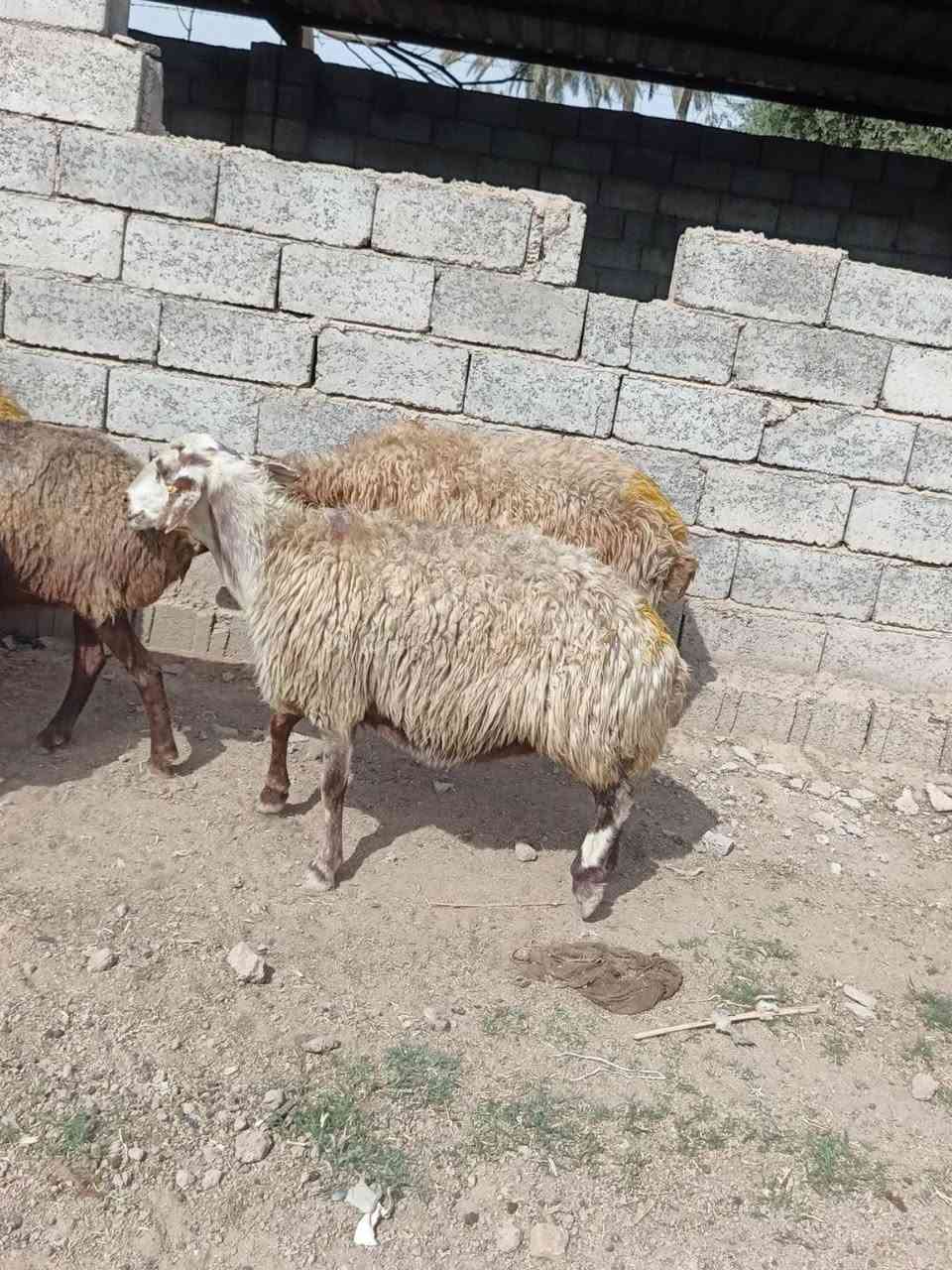 نعاج ايرانيه • خشنه • عشر شرط