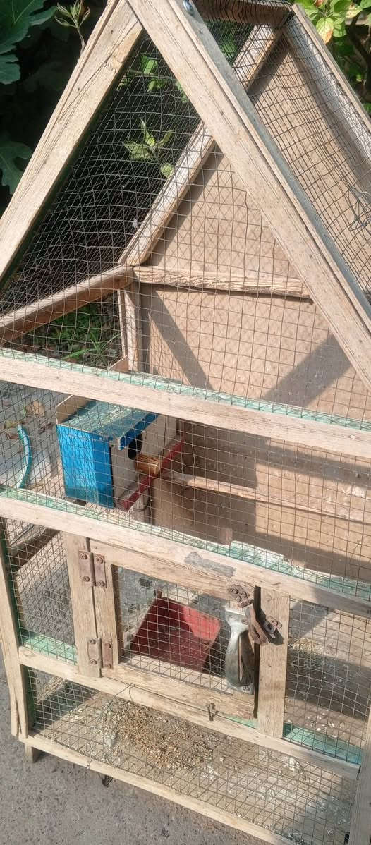 قفص طيور • طيور حب