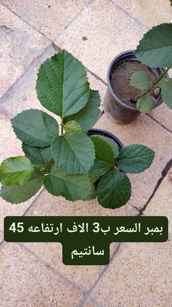 متوفر عدنه زرع كاتب على الصوره كلمن والسعر والنوعية الموجوده 
نزلت لكم سعر تفليش الي يريد يراسلني خاص. رقم الهاتف/*********** .الي عنده حديقه نشتغله شغل كامل + ضمان على زرع فقط يم ابو جروح

نص مكتوب في الصور:
- شتلة لالة عباس ب1 دينار فقط ورده بليل يطلع .
- شتلة ددونيا سعره 1 ونص
- شتله الساحل + ورده القلب سعره ب3 الاف ارتفاعه 90 سانتيم
- شتلة كاريزيا سعره ب 3 الاف
- شتله ورد القهوه سعره ب 3 الاف ارتفاعه 80 سانتيم
- ياس عراقي السعر ب 2 ارتفاع 40 سانتيم
- اكاسيا صفرة مصريه حايله السعر ب 3 الاف ارتفاعه متر و 20
- بمبر السعر ب 3 الاف ارتفاعه 45 سانتيم