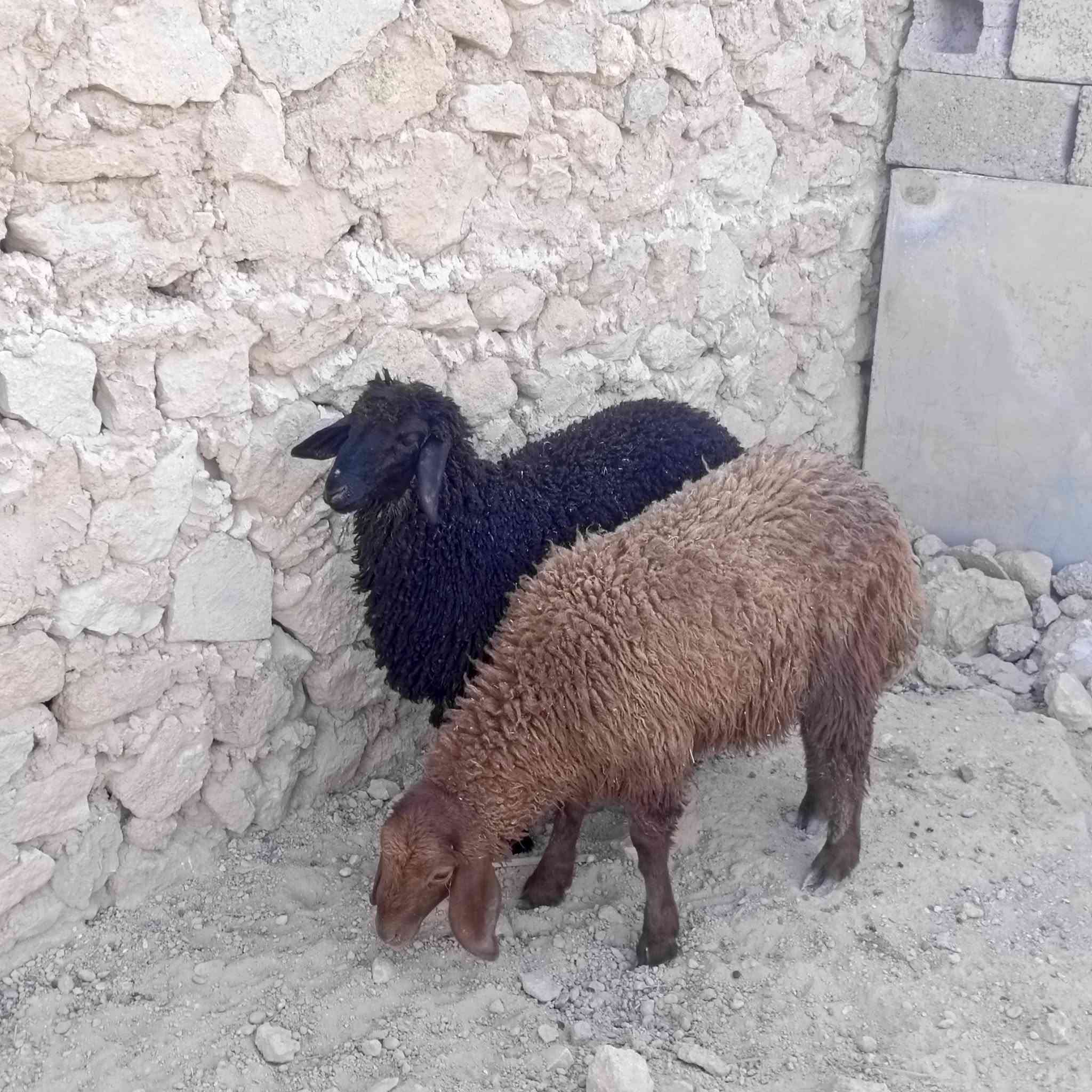 زوج فطايم • ١٨ كيلو • نضيف