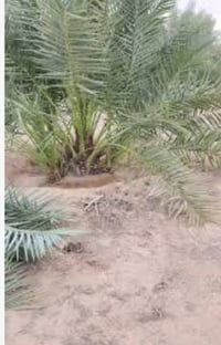 بستان نخيل • ٥دونم • الناصرية